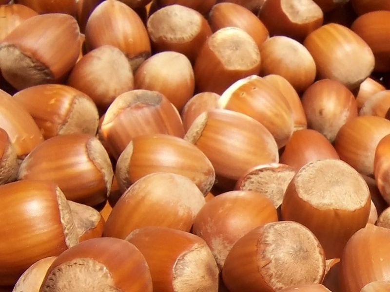 gallery/Hazelnuts800x600